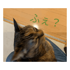 [LINEスタンプ] ネコネコシリーズ3