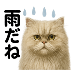 [LINEスタンプ] 【梅雨入り】雨の日のペルシャ猫の会話