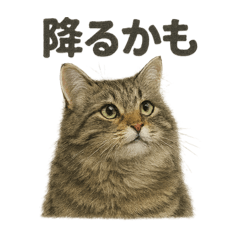 [LINEスタンプ] 【梅雨入り】雨の日のサイベリアンの会話