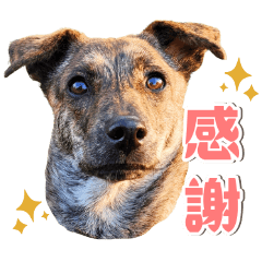 [LINEスタンプ] 野犬の子カノア-毎日使える定番スタンプ-