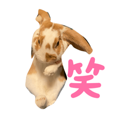 [LINEスタンプ] うさぎのフッくん4