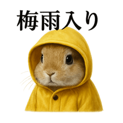[LINEスタンプ] 【梅雨入り】雨の日のうさぎの報告会話