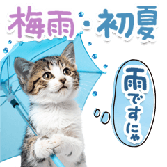 [LINEスタンプ] ねこちぃず♡梅雨〜初夏ver