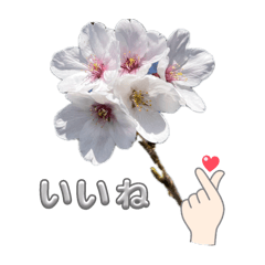 [LINEスタンプ] かわいい花のあいさつスタンプ