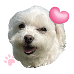 [LINEスタンプ] かわいいマルチーズ♡あいさつスタンプ