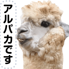 [LINEスタンプ] アルパカのメッセージスタンプ