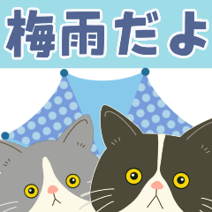 [LINEスタンプ] 梅雨だよ！大雨注意【ハチワレコンビ】