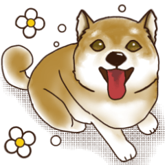 [LINEスタンプ] 笑う門には♡柴犬さん【やや辛口】