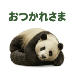 [LINEスタンプ] 毎日使える♪ゆるっとパンダ