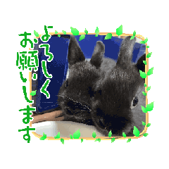 [LINEスタンプ] うさふぁみ