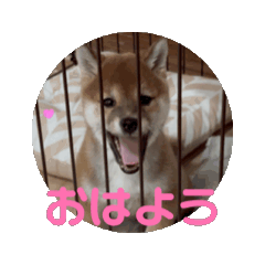 [LINEスタンプ] 柴犬こまちゃむ2の画像（メイン）