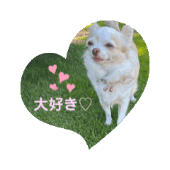 [LINEスタンプ] チワワの好き好きスタンプ クリーム