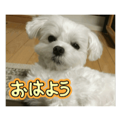 [LINEスタンプ] マルチーズの心情