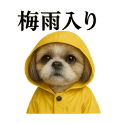 [LINEスタンプ] 【梅雨入り】雨の日のシーズーの報告