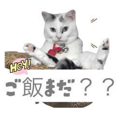 [LINEスタンプ] ツンデレたまの挨拶〜日常スタンプ