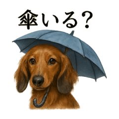 [LINEスタンプ] 【梅雨入り】雨のミニチュアダックスフンド