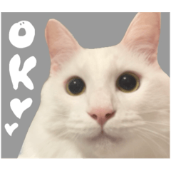 [LINEスタンプ] うちの和菓子にゃんこ3