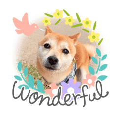 [LINEスタンプ] 豆柴（柴犬）ゆず